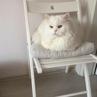 Chinchilla, Kedi  pelush fotoğrafı