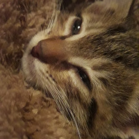 Tekir Kedi, Kedi  Tarçın fotoğrafı