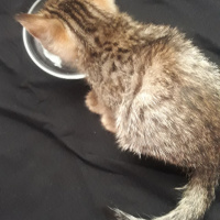 Tekir Kedi, Kedi  Tarçın fotoğrafı