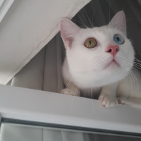Van Kedisi, Kedi  Pufi fotoğrafı