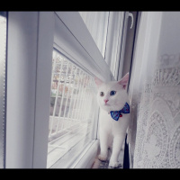 Van Kedisi, Kedi  Pufi fotoğrafı