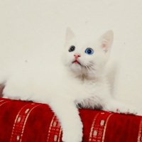 Van Kedisi, Kedi  Pufi fotoğrafı