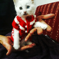 Van Kedisi, Kedi  Pufi fotoğrafı