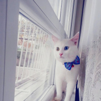 Van Kedisi, Kedi  Pufi fotoğrafı
