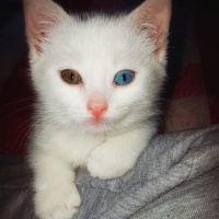 Van Kedisi, Kedi  Pufi fotoğrafı