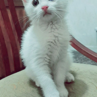Van Kedisi, Kedi  Pufi fotoğrafı