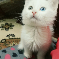 Van Kedisi, Kedi  Pufi fotoğrafı