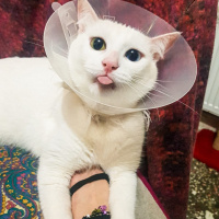 Van Kedisi, Kedi  Pufi fotoğrafı