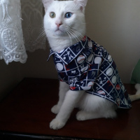Van Kedisi, Kedi  Pufi fotoğrafı