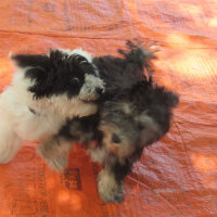 Maltese, Köpek  Shiva fotoğrafı