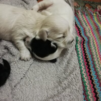 Maltese, Köpek  Shiva fotoğrafı