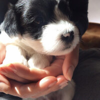 Maltese, Köpek  Shiva fotoğrafı