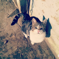 Soke, Kedi  Kaptan fotoğrafı