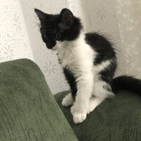 Tuxedo (Smokin) Kedi, Kedi  Oreo fotoğrafı