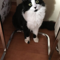 Tuxedo (Smokin) Kedi, Kedi  Zeytin fotoğrafı