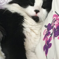 Tuxedo (Smokin) Kedi, Kedi  Zeytin fotoğrafı