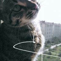 Tekir Kedi, Kedi  Cancan fotoğrafı