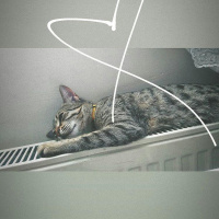 Tekir Kedi, Kedi  Cancan fotoğrafı