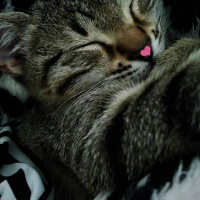 Tekir Kedi, Kedi  Cancan fotoğrafı