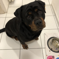Rottweiler, Köpek  Alto fotoğrafı