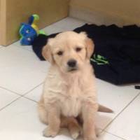 Golden Retriever, Köpek  Angel fotoğrafı