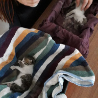Tekir Kedi, Kedi  Öksüz fotoğrafı
