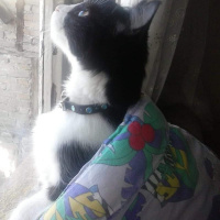Tuxedo (Smokin) Kedi, Kedi  Zilli fotoğrafı