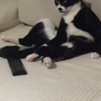 Tuxedo (Smokin) Kedi, Kedi  Düğme fotoğrafı