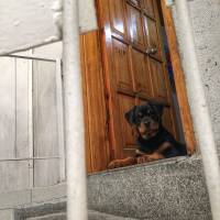 Rottweiler, Köpek  Noyan fotoğrafı