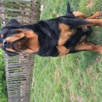 Rottweiler, Köpek  Noyan fotoğrafı