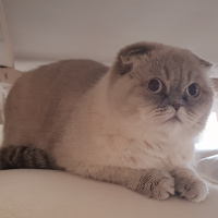 Scottish Fold, Kedi  Hera fotoğrafı