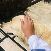 Golden Retriever, Köpek  Cookie fotoğrafı