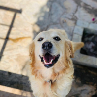Golden Retriever, Köpek  Cookie fotoğrafı