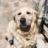 Golden Retriever, Köpek  Cookie fotoğrafı