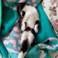 Tuxedo (Smokin) Kedi, Kedi  Jülide fotoğrafı