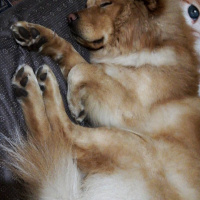 Chow Chow (çin Aslanı), Köpek  Lion fotoğrafı