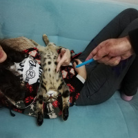 Tekir Kedi, Kedi  boncuk fotoğrafı
