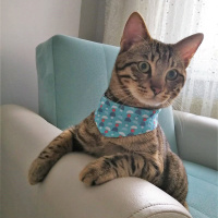 Tekir Kedi, Kedi  boncuk fotoğrafı