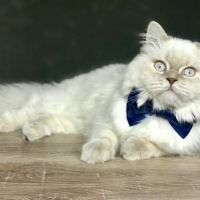 Birman, Kedi  Salep fotoğrafı