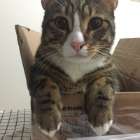 Van Kedisi, Kedi  Mırmır fotoğrafı