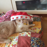 Ankara Kedisi, Kedi  Şeker fotoğrafı