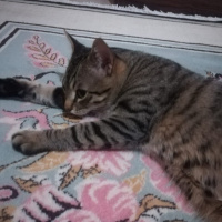 Tekir Kedi, Kedi  Reçel’e yeni bir yuva arıyoruz fotoğrafı