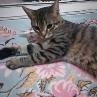 Tekir Kedi, Kedi  Reçel’e yeni bir yuva arıyoruz fotoğrafı
