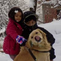 Golden Retriever, Köpek  paşa fotoğrafı