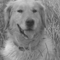 Golden Retriever, Köpek  paşa fotoğrafı