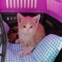Sarman, Kedi  Mirket fotoğrafı