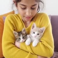 Sarman, Kedi  Mirket fotoğrafı