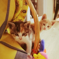 Sarman, Kedi  Mirket fotoğrafı