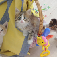 Sarman, Kedi  Mirket fotoğrafı