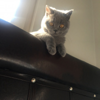 British Shorthair, Kedi  Duman fotoğrafı
